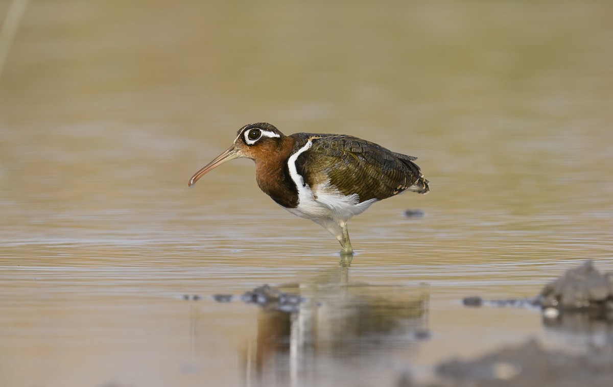 Greater Painted-Snipe - ML620502234
