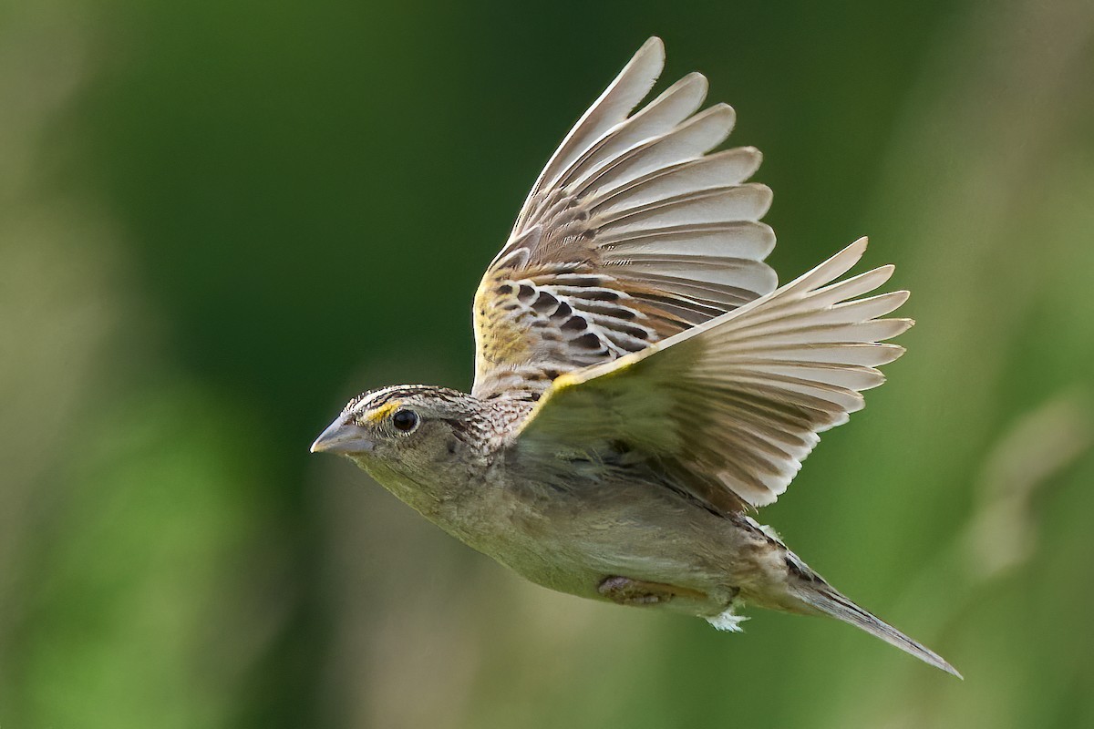 Grasshopper Sparrow - David Mou