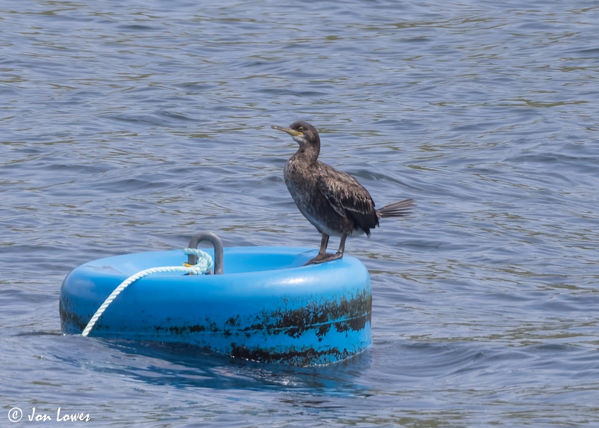 European Shag (Atlantic) - ML620502238