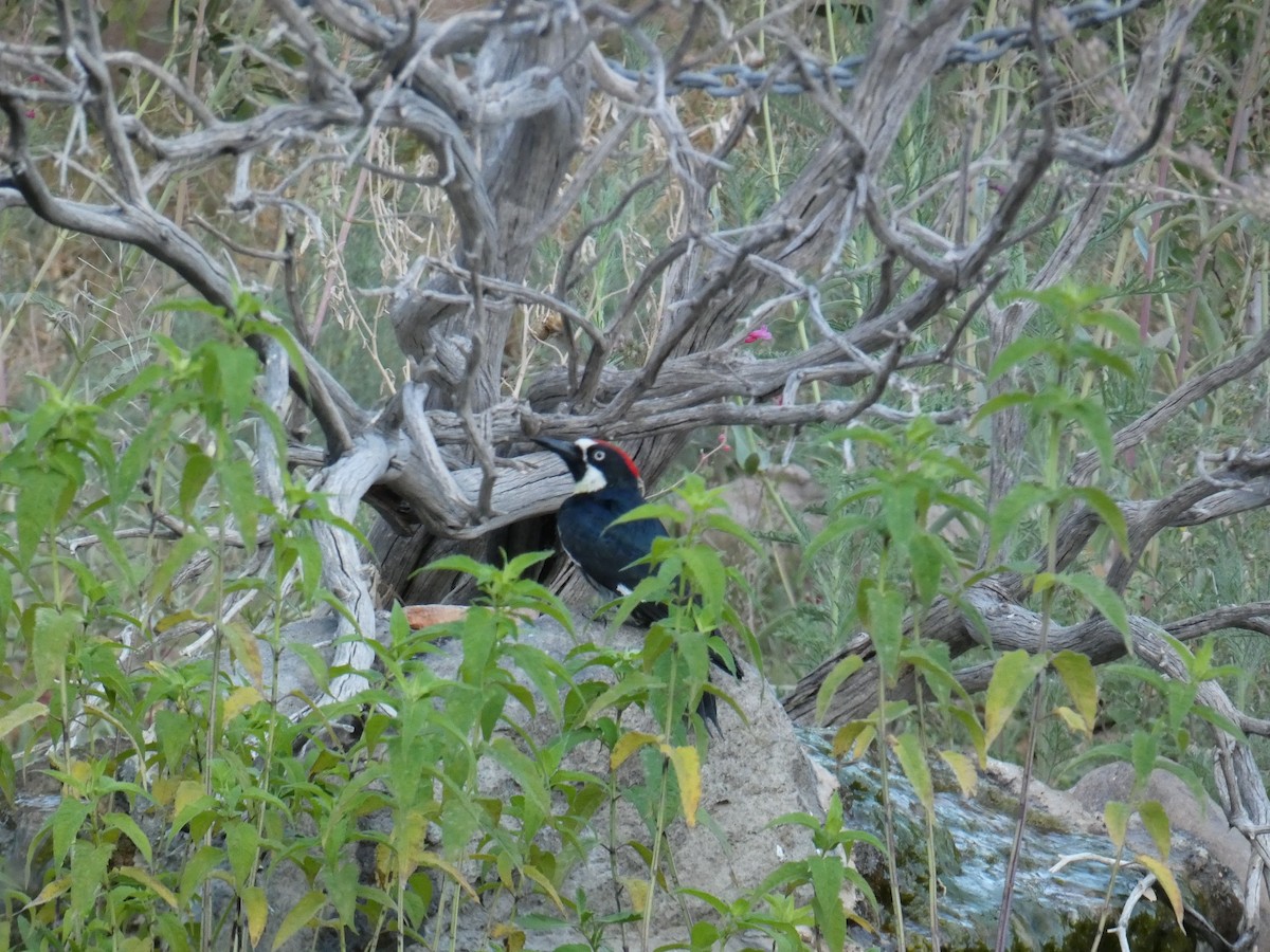 Acorn Woodpecker - ML620502253