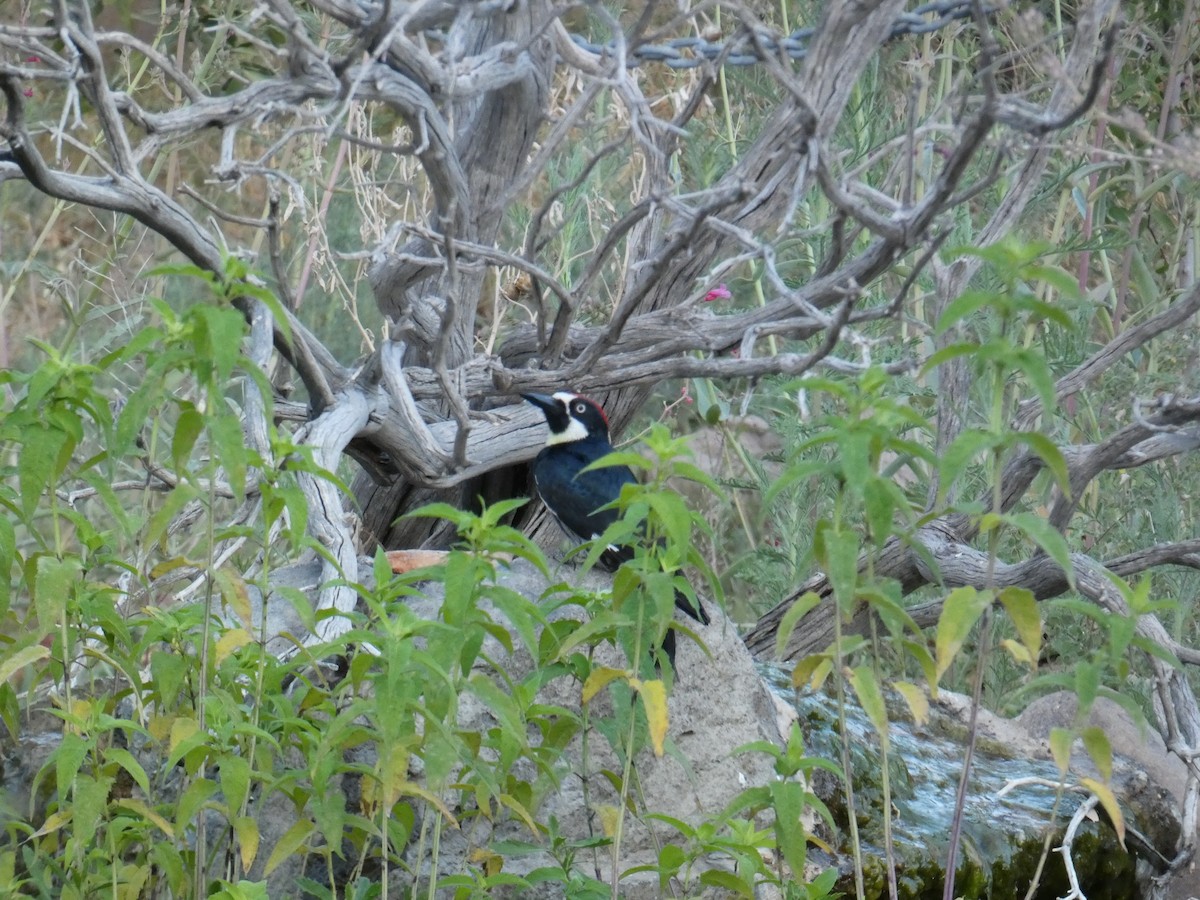 Acorn Woodpecker - ML620502254