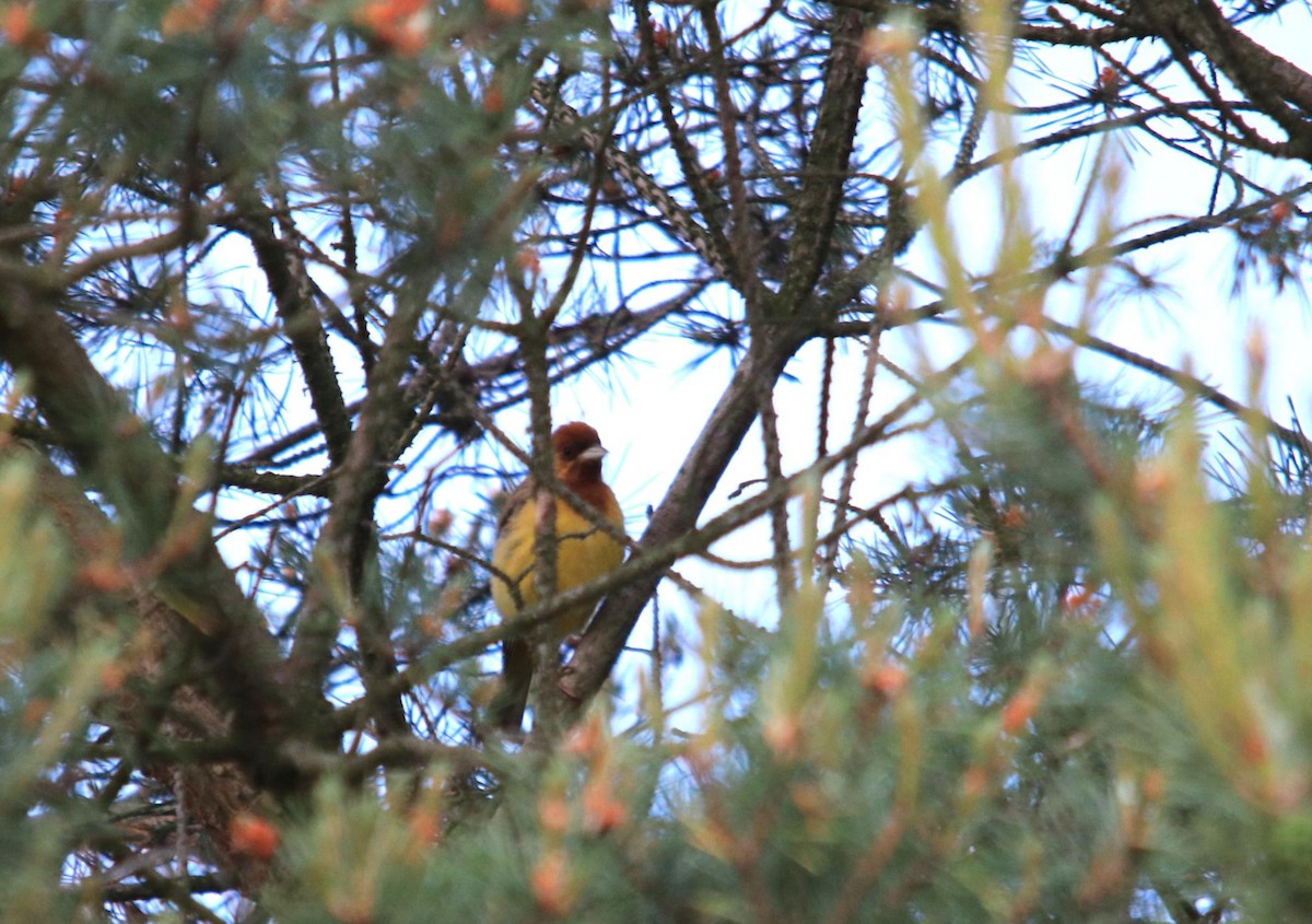 Red-headed Bunting - ML620502258