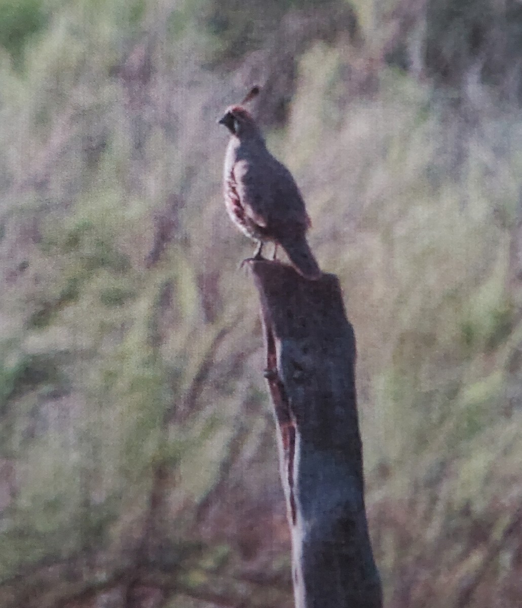 Gambel's Quail - ML620502260