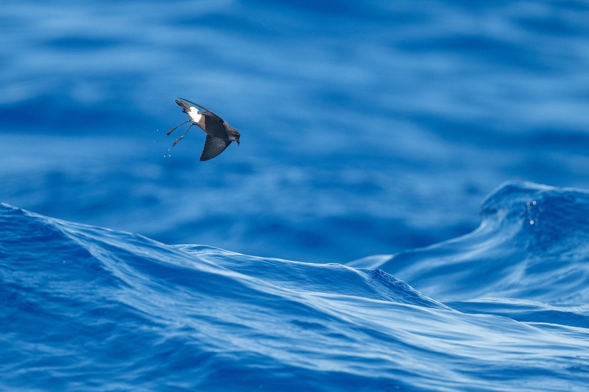 Wilson's Storm-Petrel - ML620502261