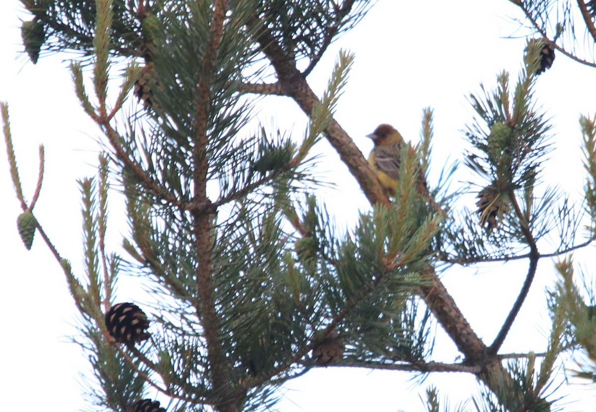 Red-headed Bunting - ML620502269