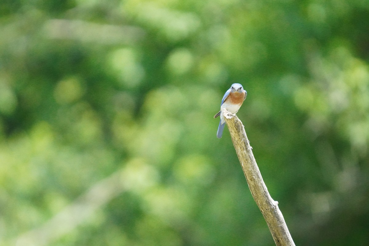 Eastern Bluebird - ML620502271