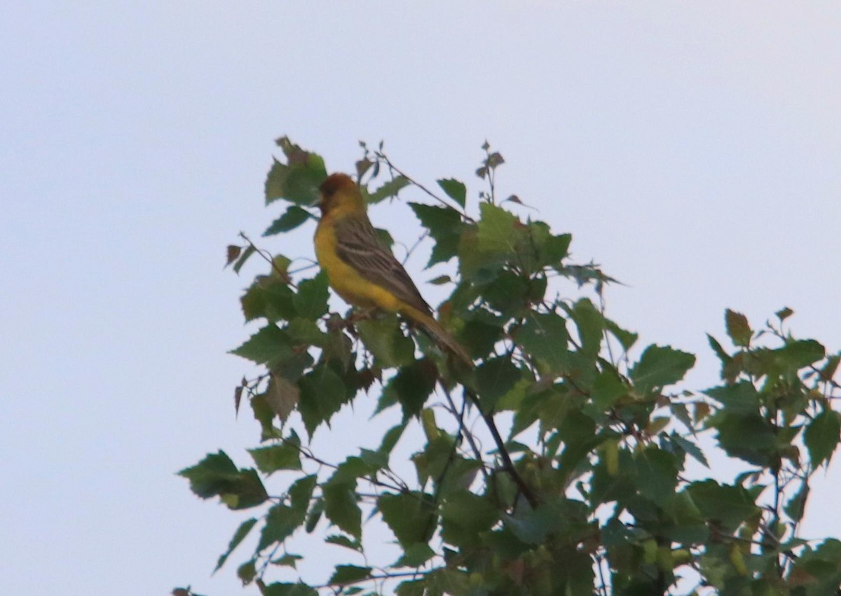 Red-headed Bunting - ML620502274