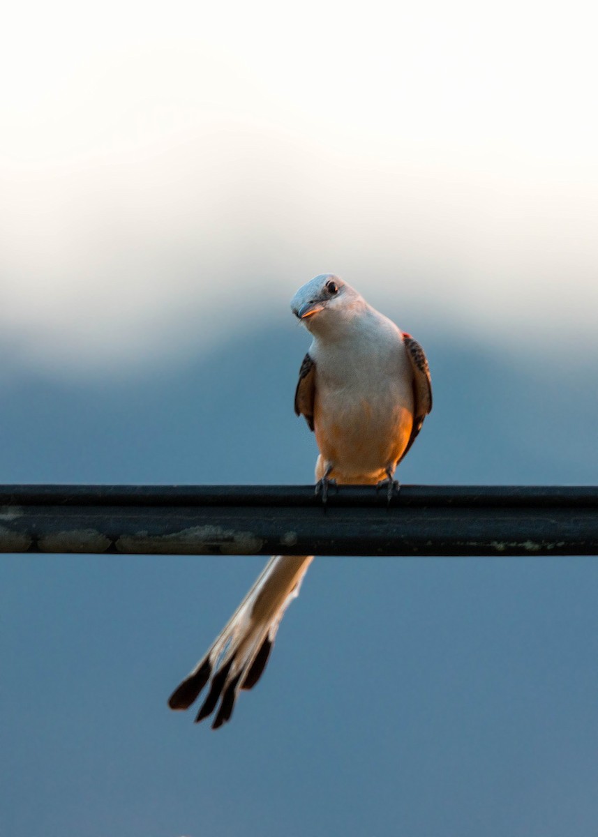 Scissor-tailed Flycatcher - ML620502275