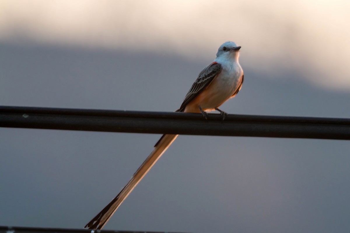 Scissor-tailed Flycatcher - ML620502277