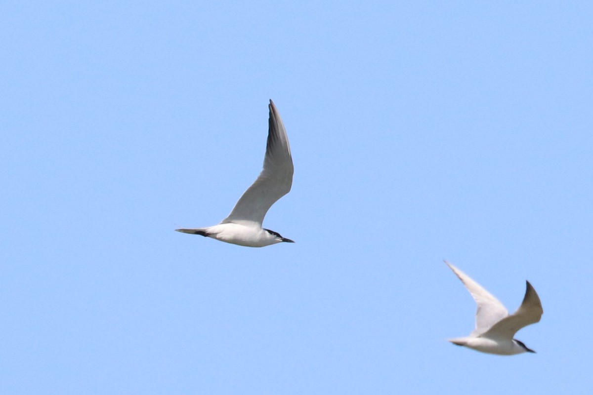 Gull-billed Tern - ML620502279