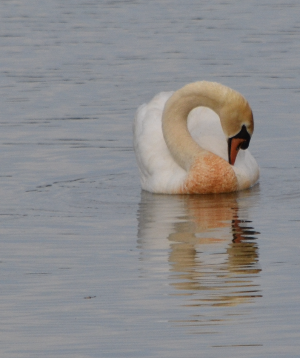 Mute Swan - ML620502280