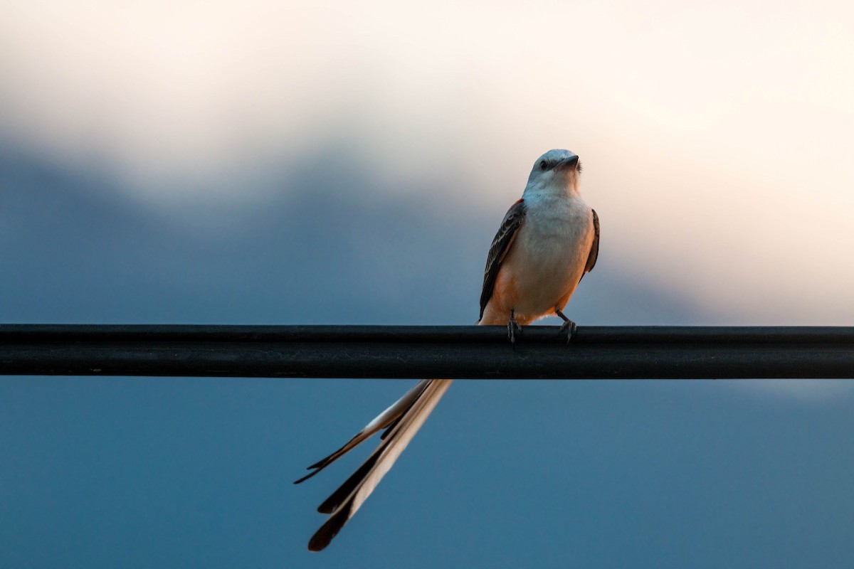 Scissor-tailed Flycatcher - ML620502284