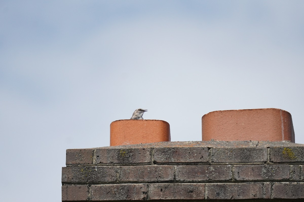 Northern Mockingbird - ML620502286