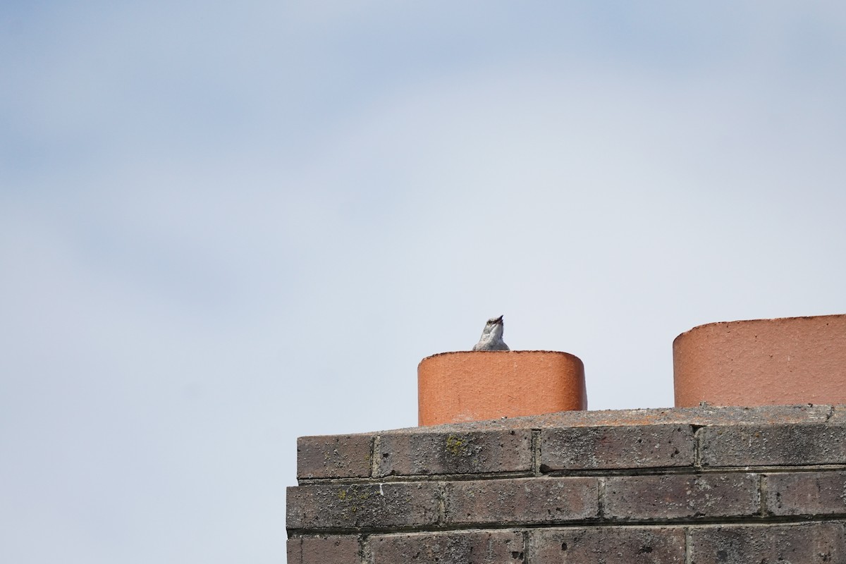 Northern Mockingbird - ML620502288