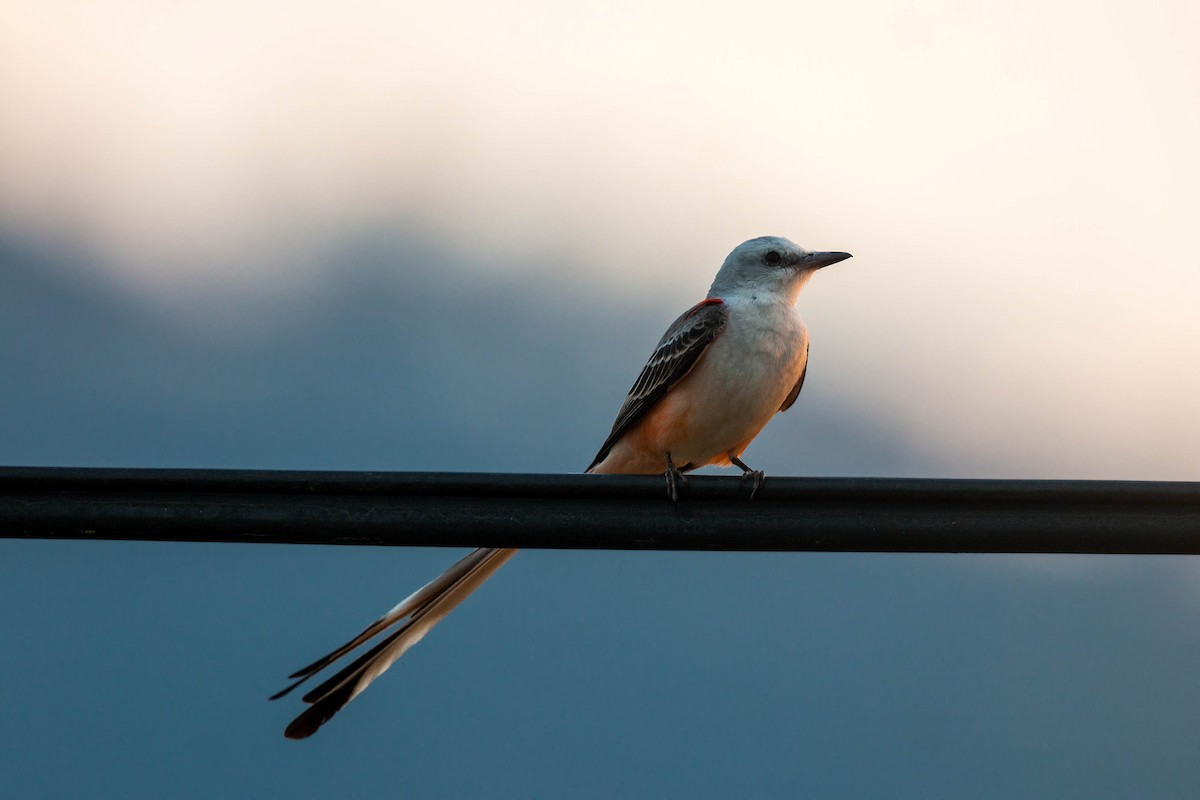 Scissor-tailed Flycatcher - ML620502291