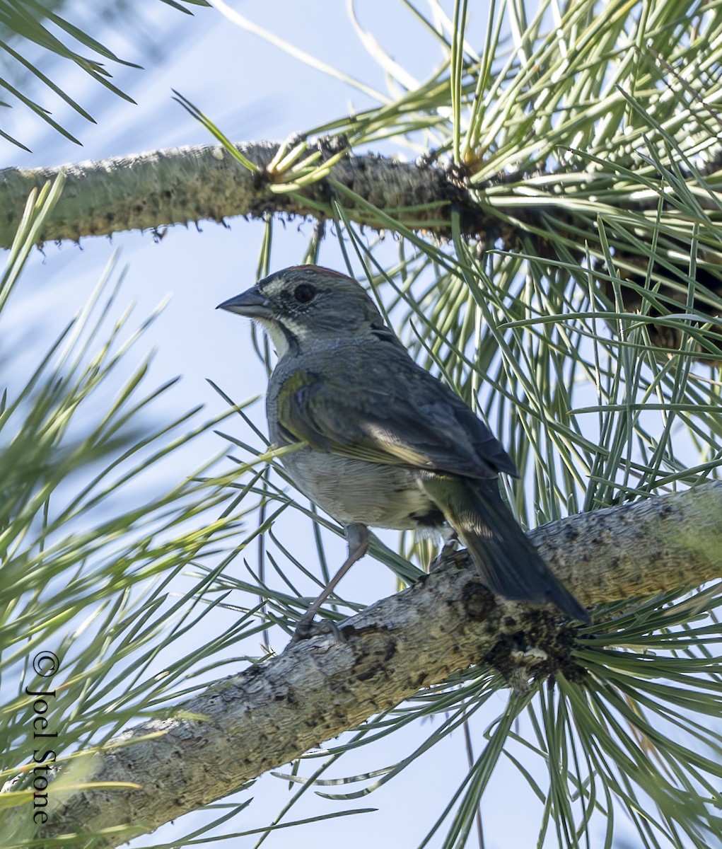 Green-tailed Towhee - ML620502292