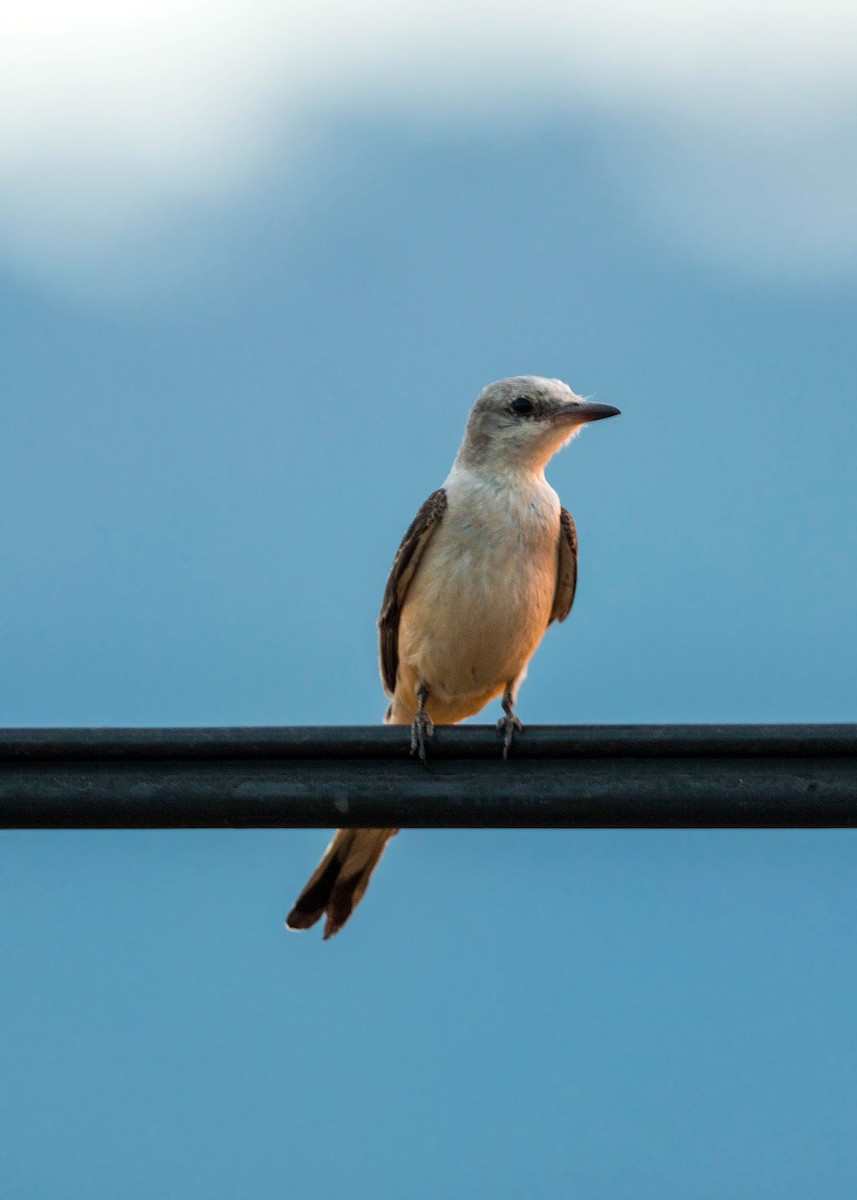 Scissor-tailed Flycatcher - William Clark