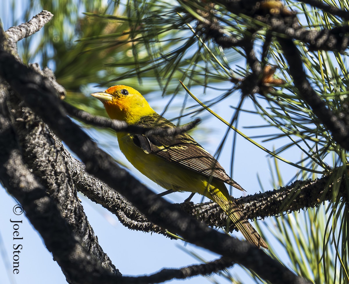 Western Tanager - ML620502296