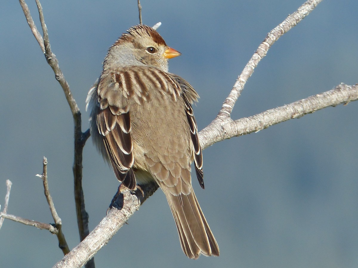 Bruant à couronne blanche - ML620502297