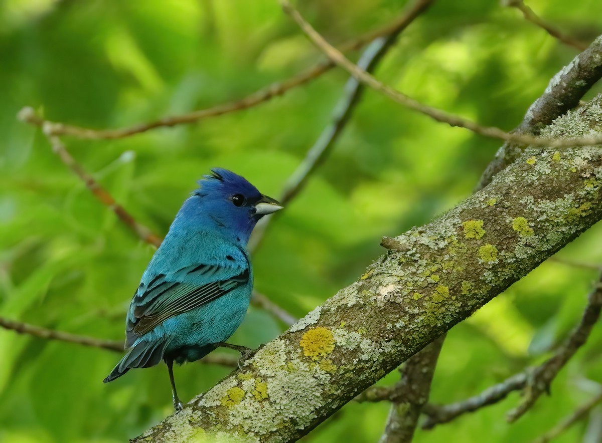 Indigo Bunting - ML620502298