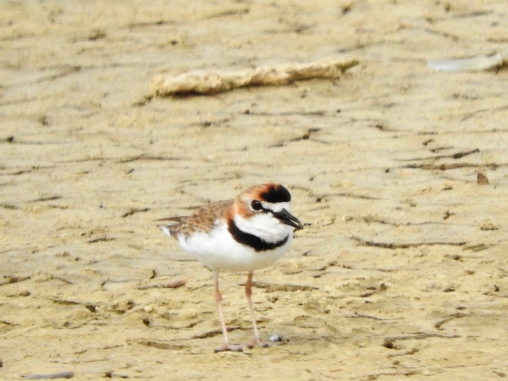 Collared Plover - ML620502300