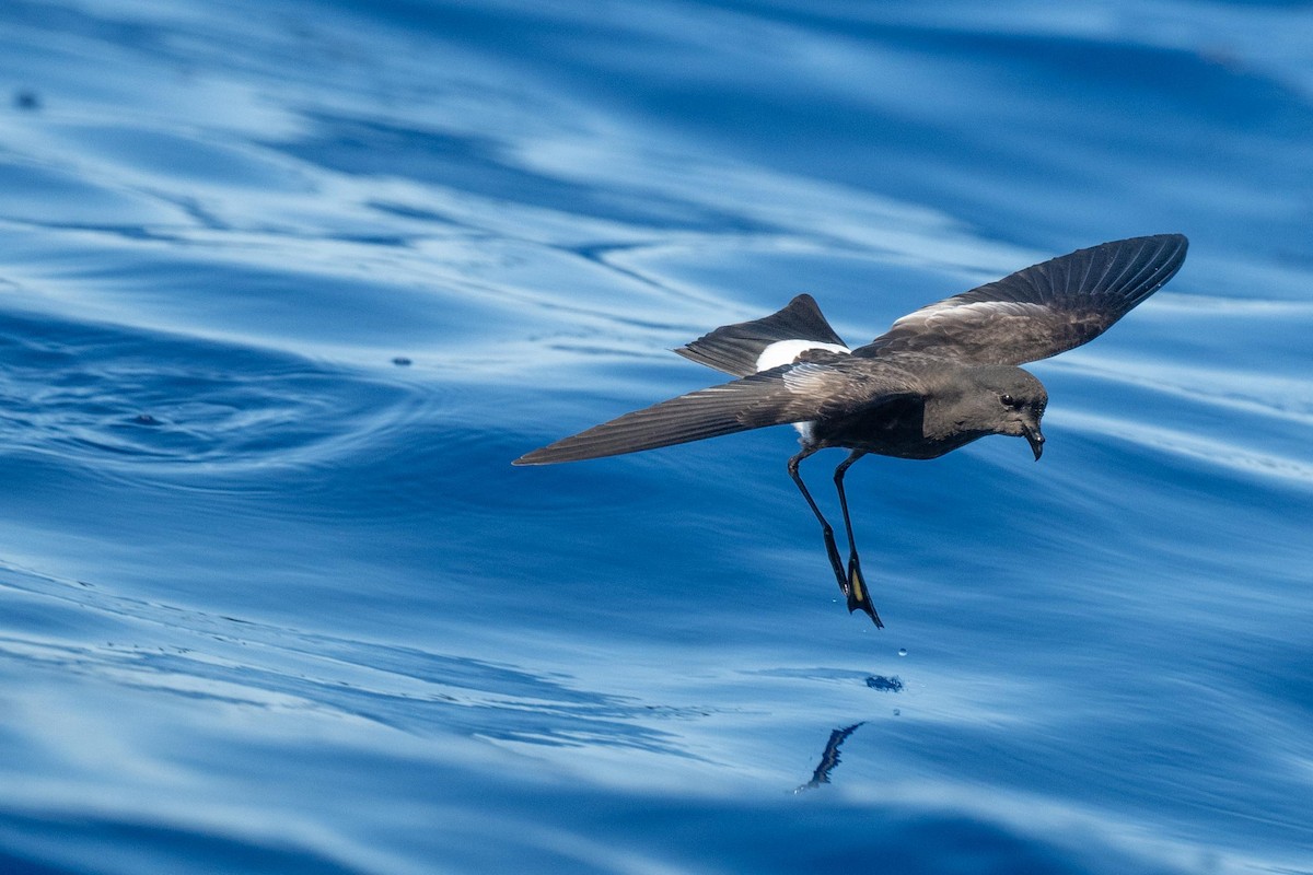 Wilson's Storm-Petrel - ML620502301