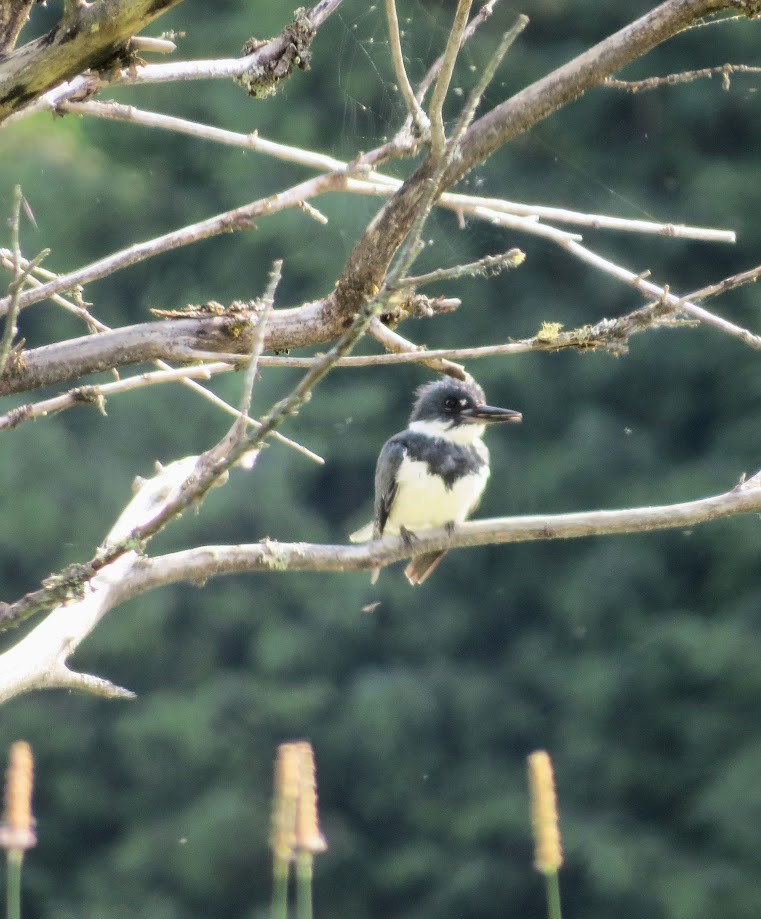 Belted Kingfisher - ML620502303