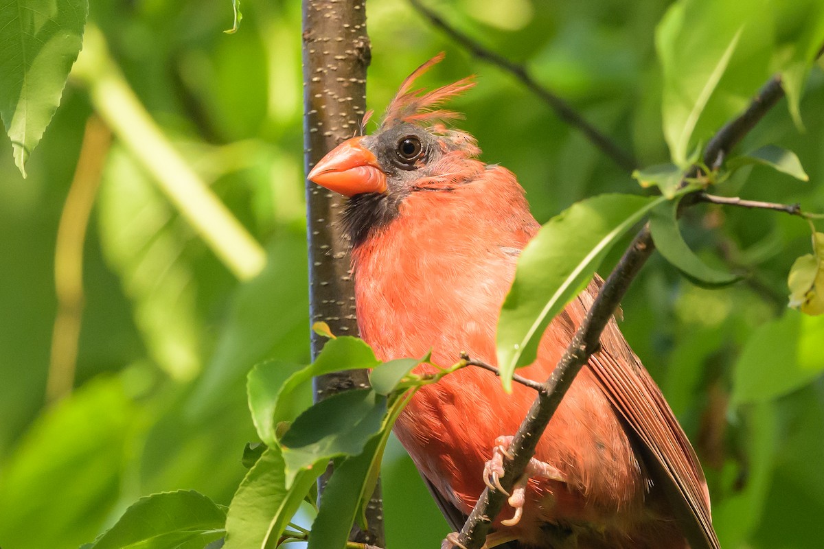 Northern Cardinal - ML620502304