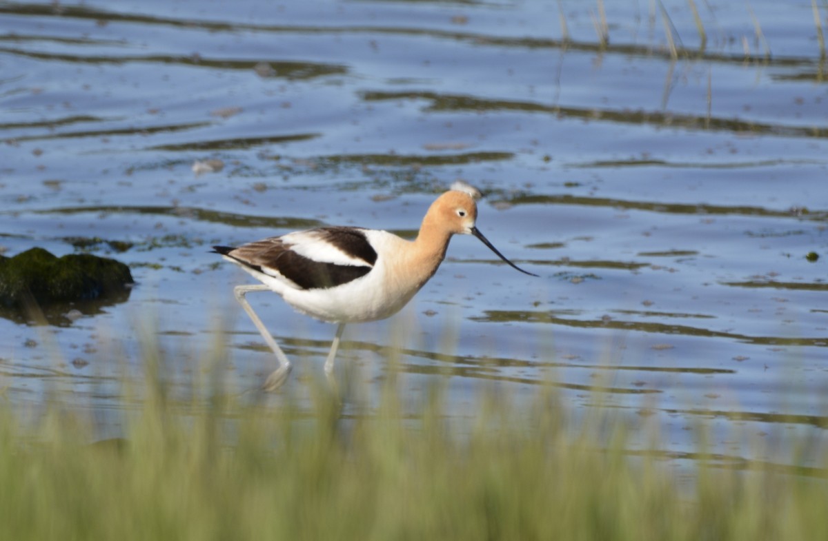 American Avocet - Dominique Blanc