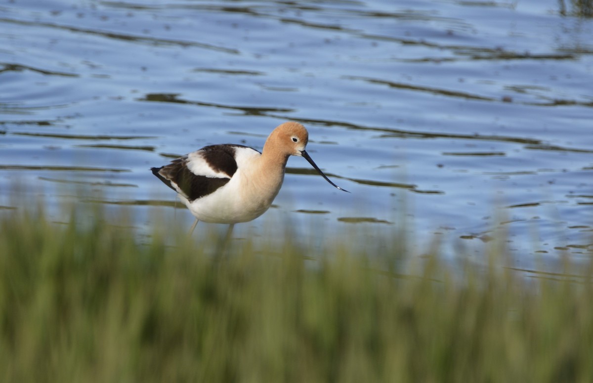 American Avocet - ML620502310