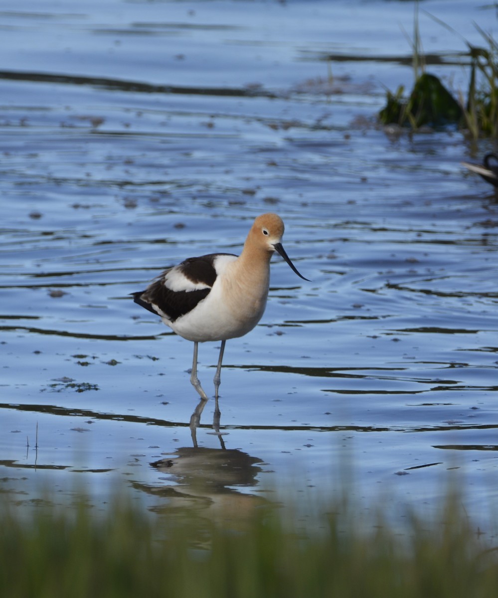 Avocette d'Amérique - ML620502311