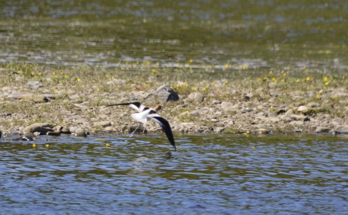 Avoceta Americana - ML620502313