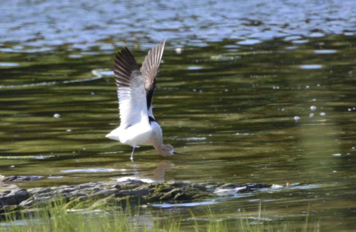 Avoceta Americana - ML620502315