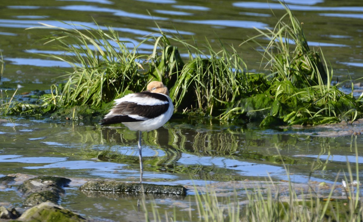 American Avocet - Dominique Blanc