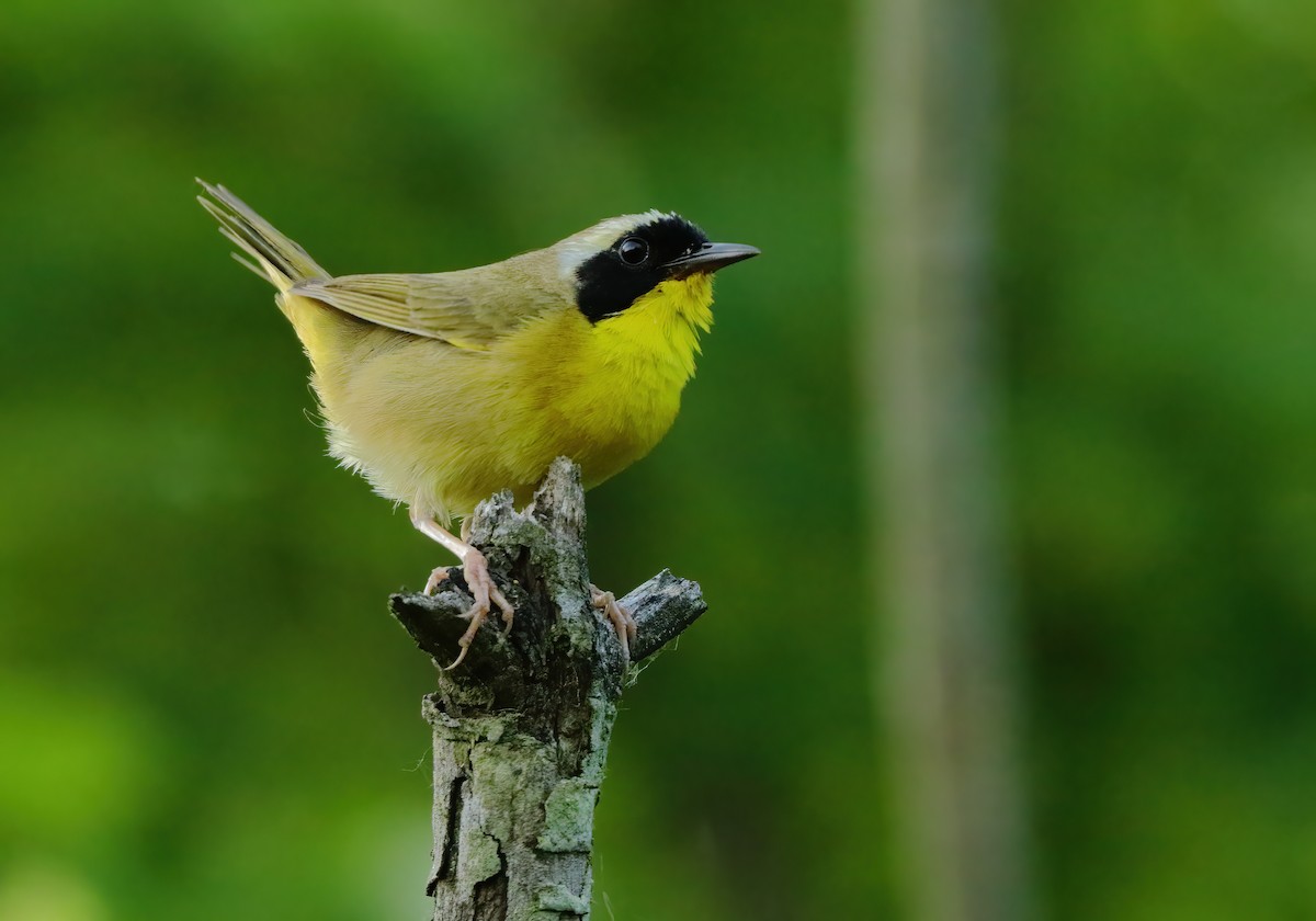 Common Yellowthroat - ML620502319