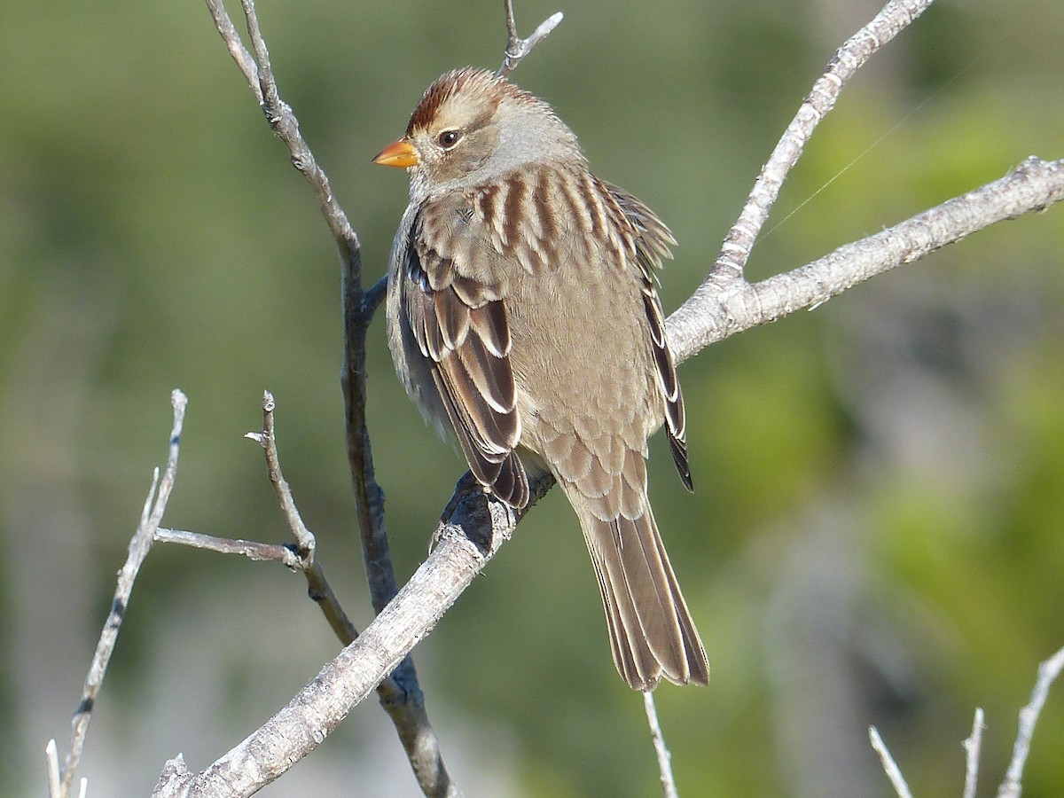 White-crowned Sparrow - ML620502320