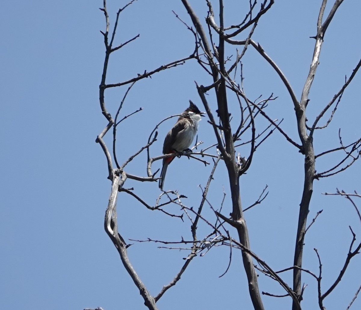 Red-whiskered Bulbul - ML620502321