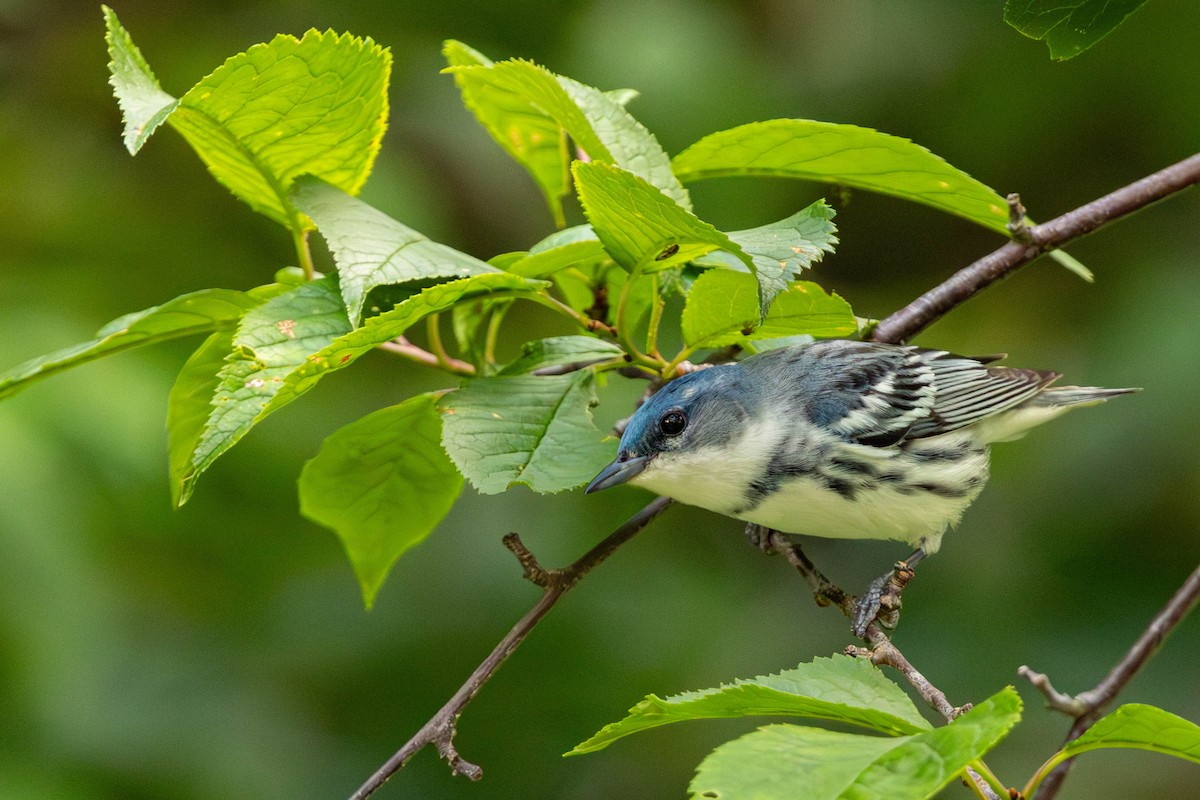 Cerulean Warbler - Jack Rogers