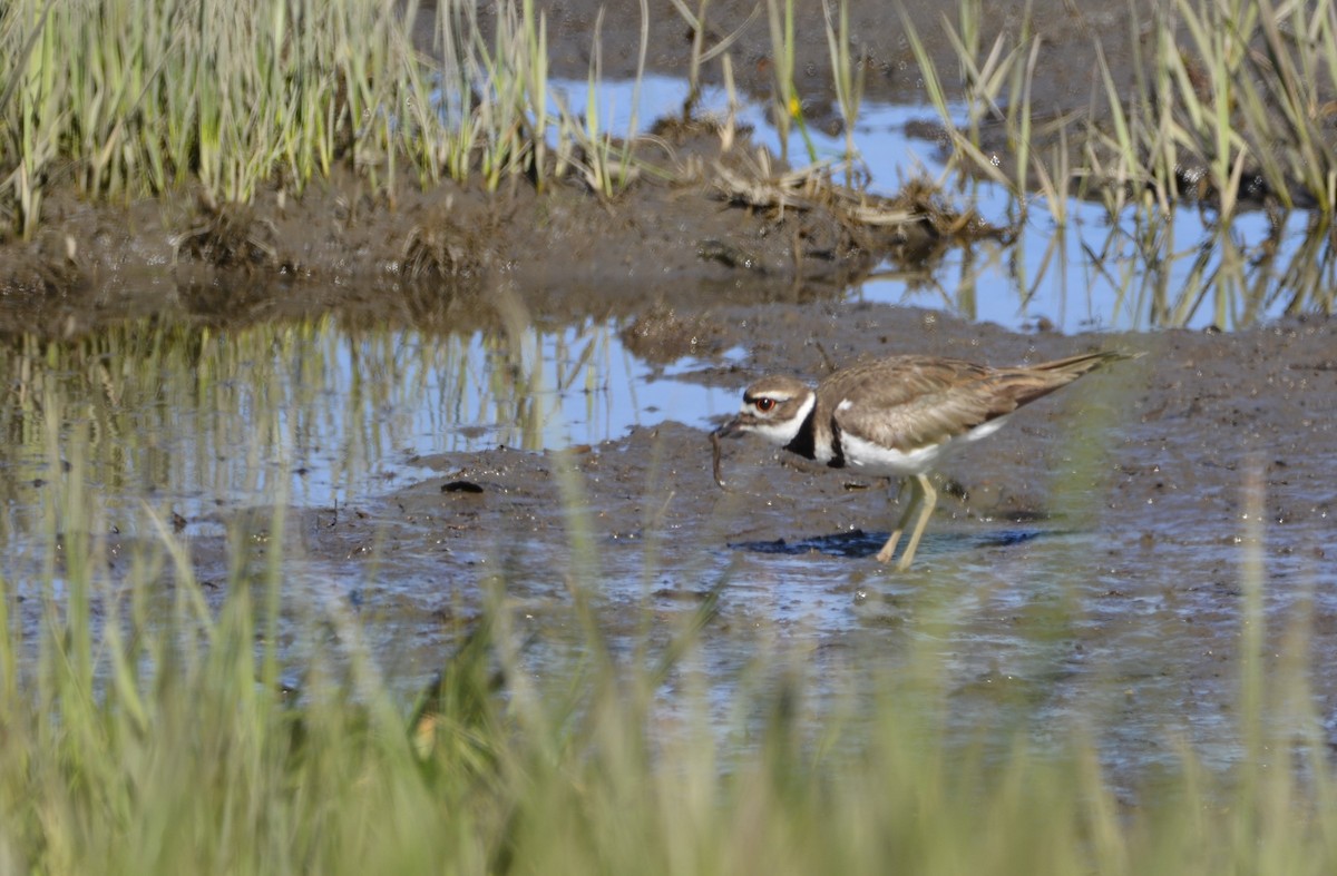 Killdeer - ML620502323