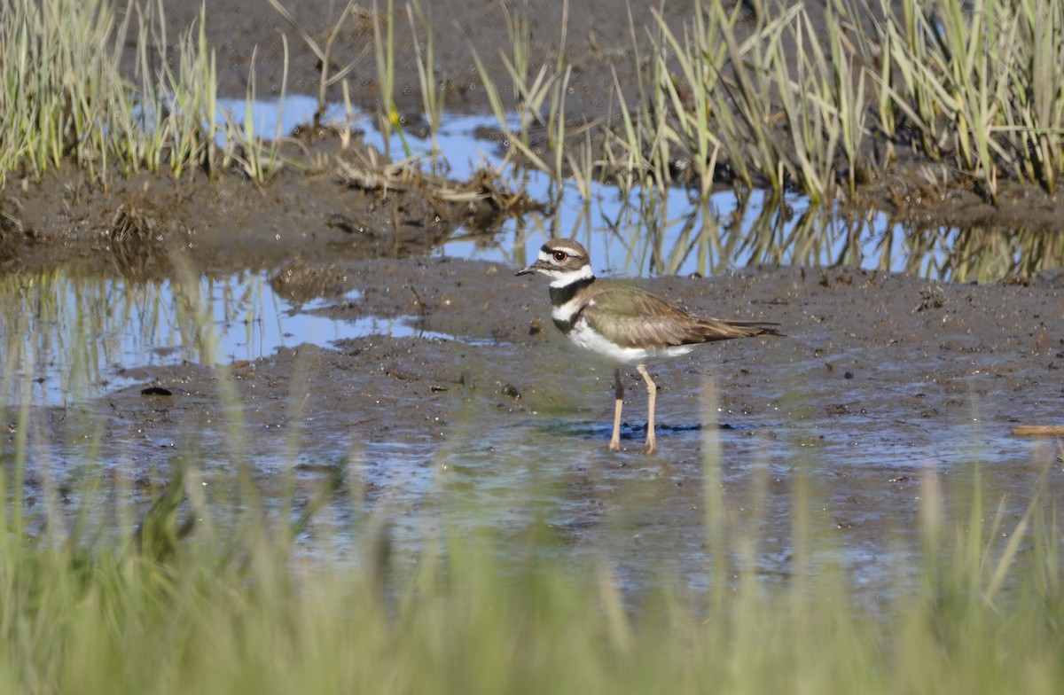 Killdeer - ML620502324