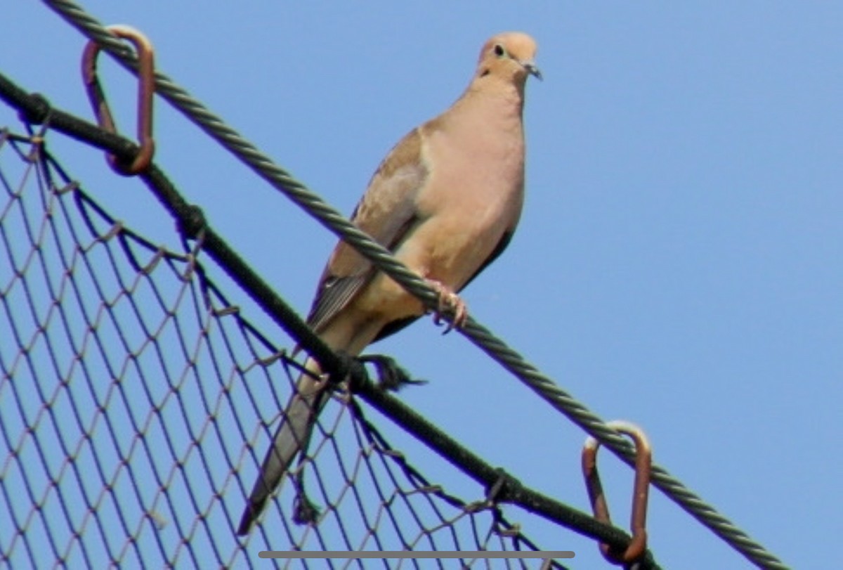 Eurasian Collared-Dove - ML620502330