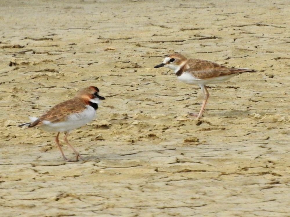 Collared Plover - ML620502332