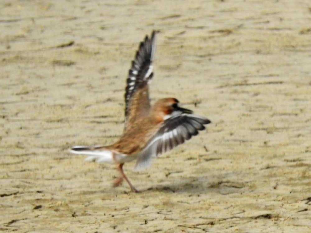 Collared Plover - ML620502338