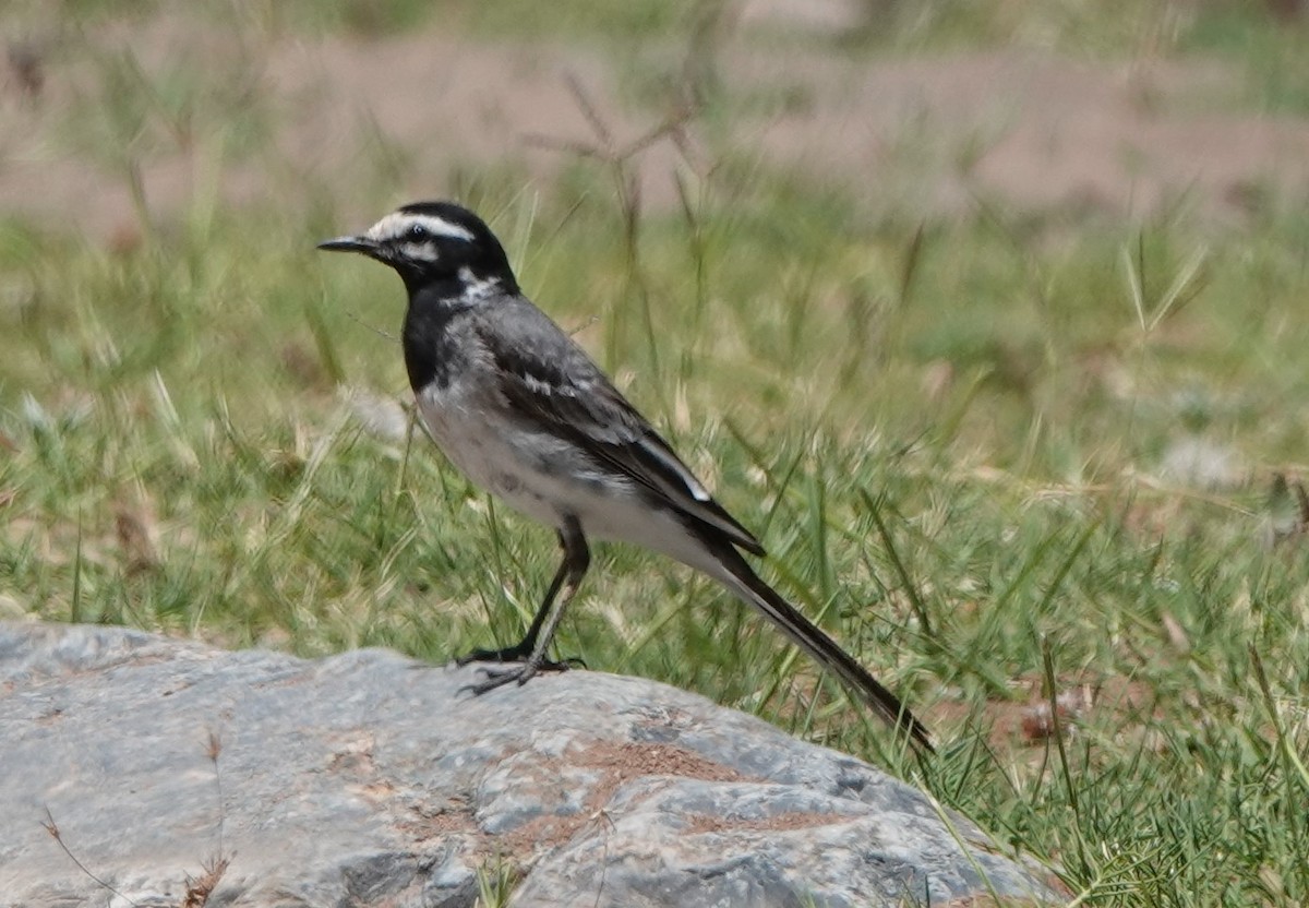 White Wagtail (Moroccan) - ML620502343