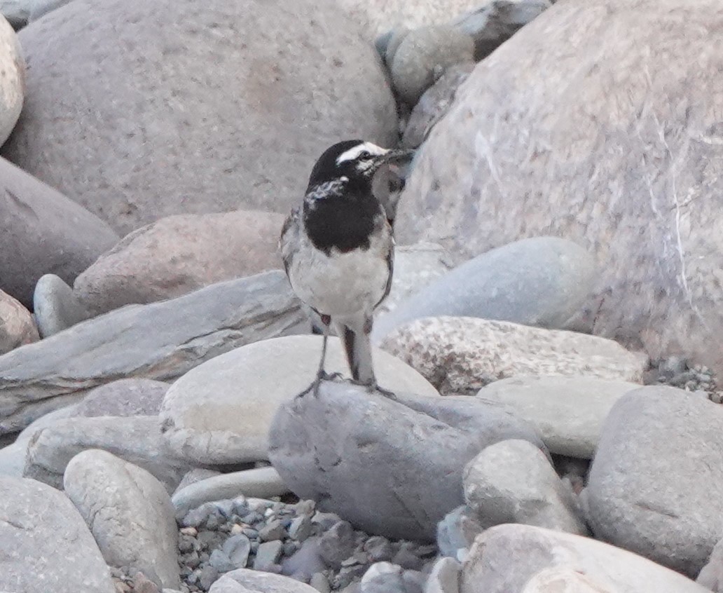 White Wagtail (Moroccan) - ML620502344