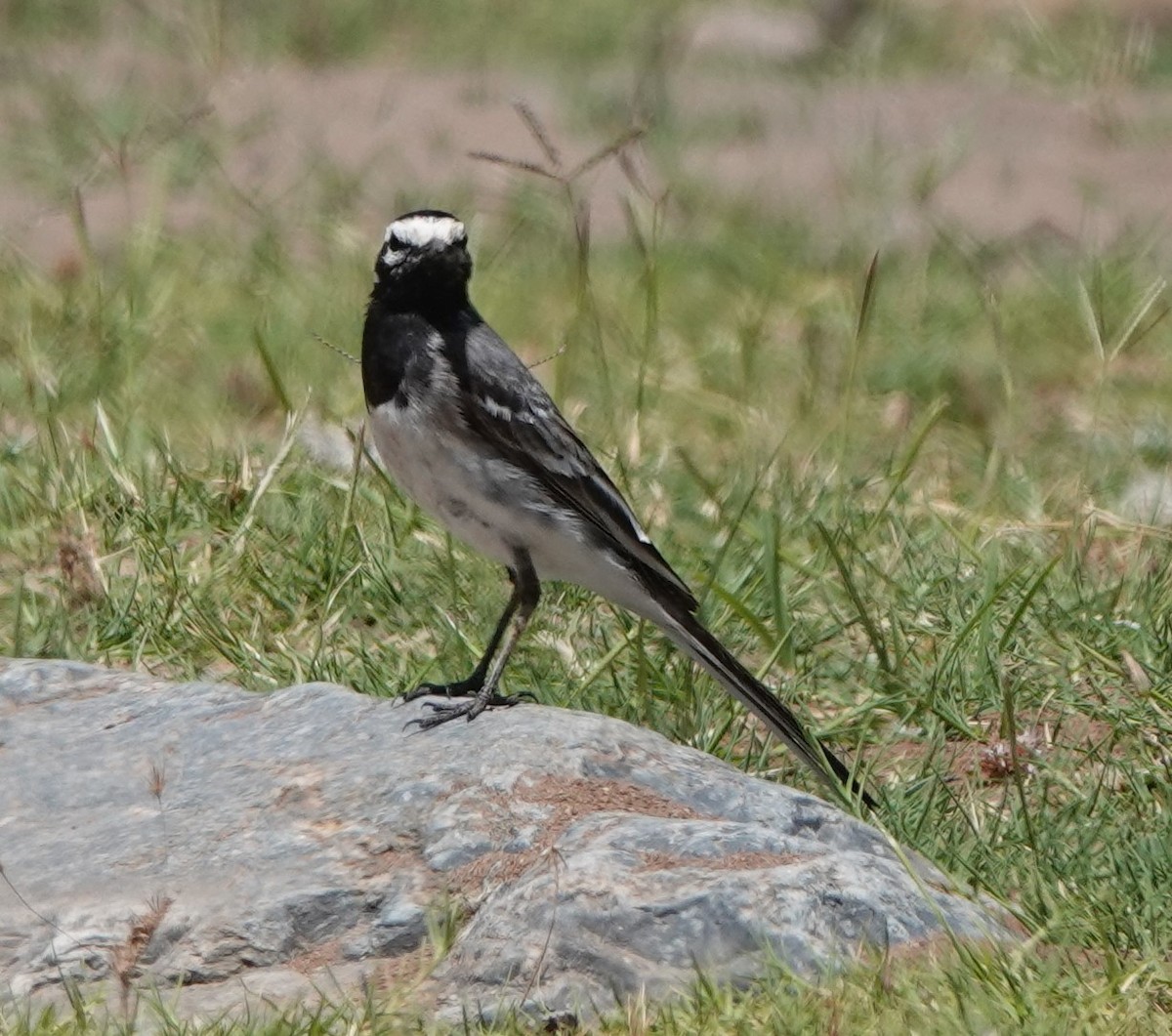 White Wagtail (Moroccan) - ML620502346