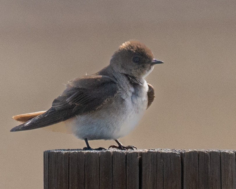 Golondrina Aserrada - ML620502357