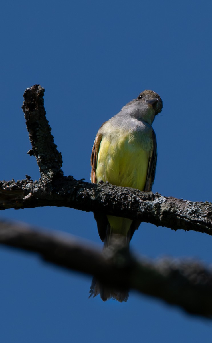 Great Crested Flycatcher - ML620502364