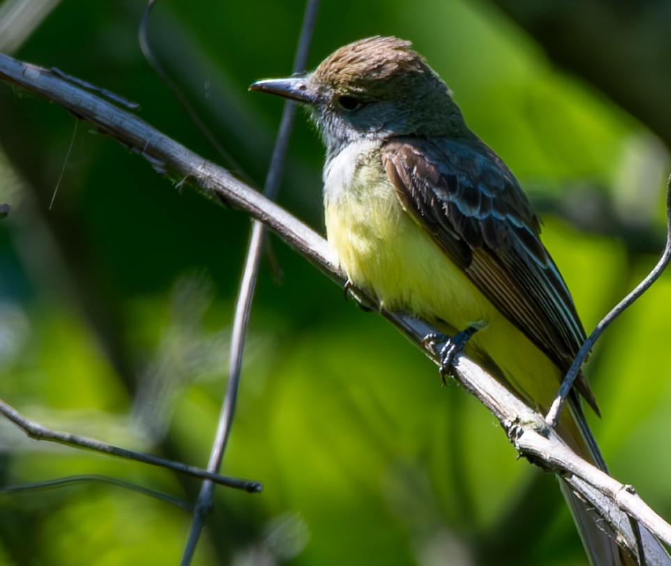 Great Crested Flycatcher - ML620502365