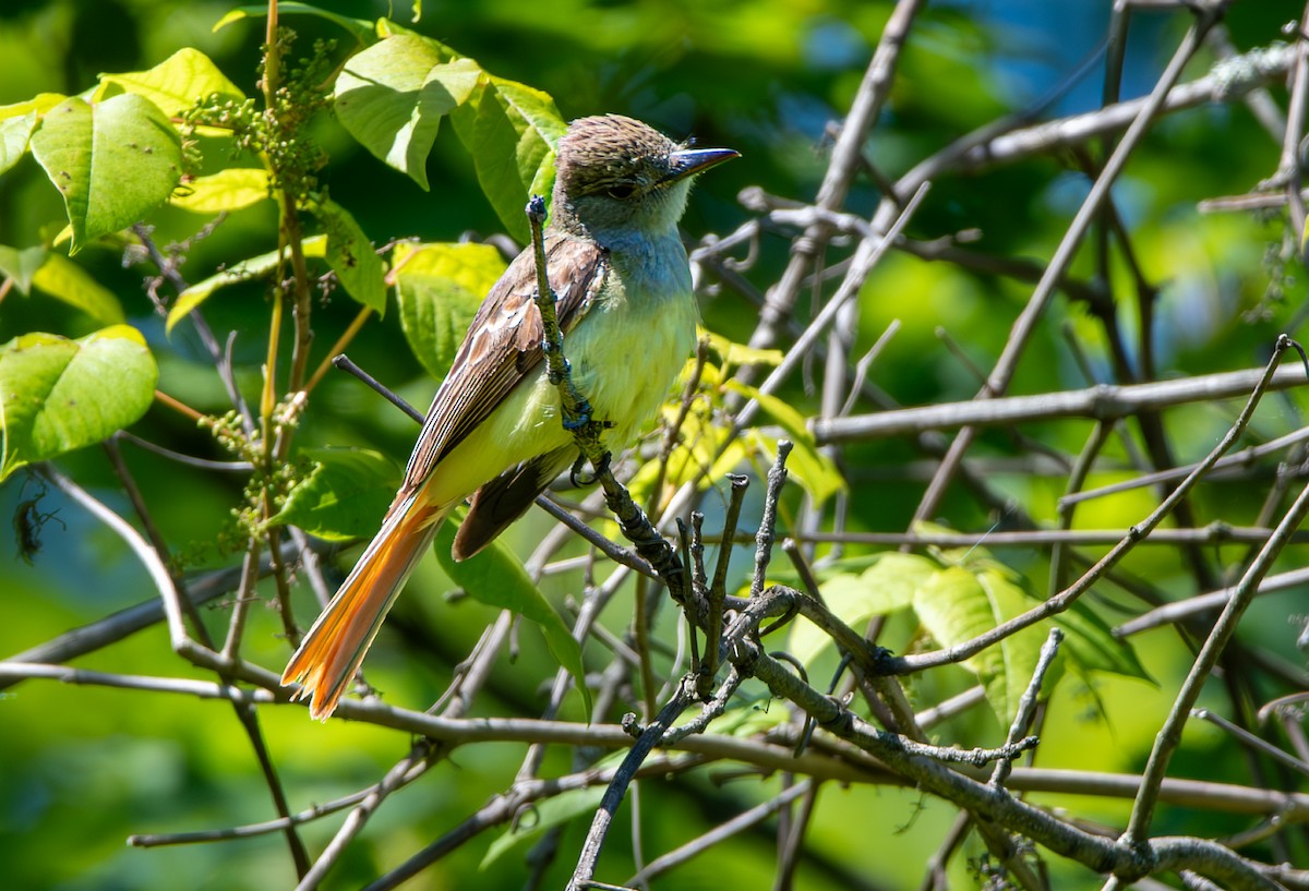 Great Crested Flycatcher - ML620502366